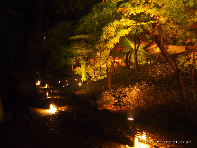 六義園 駒込 ライトアップ 東京 紅葉