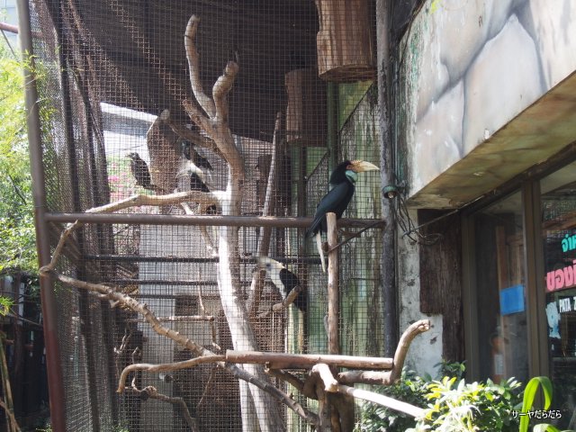 ¥Ñ¥¿¡¡Æ°Êª±à¡¡¥Ð¥ó¥³¥¯¡¡PATA¡¡ZOO