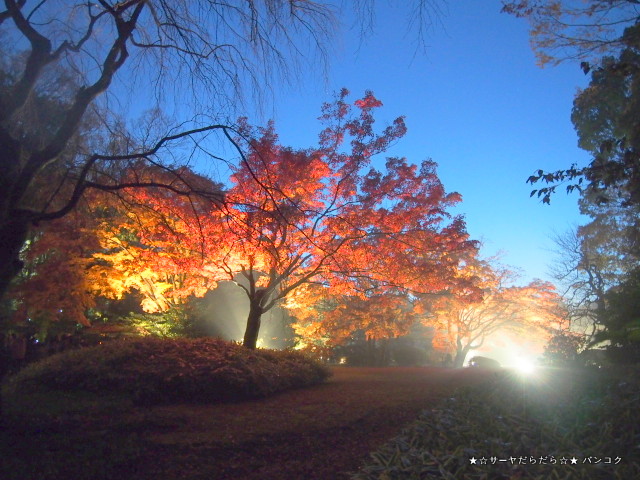 六義園 駒込 ライトアップ 東京 紅葉