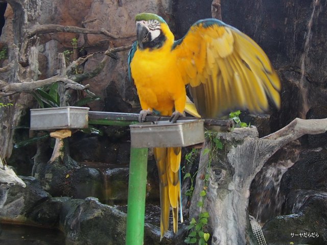 ¥Ñ¥¿¡¡Æ°Êª±à¡¡¥Ð¥ó¥³¥¯¡¡PATA¡¡ZOO
