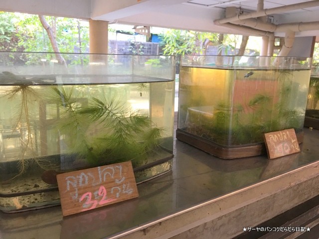 バンコク 肺 Siamese Fighting Fish Gallery (8)