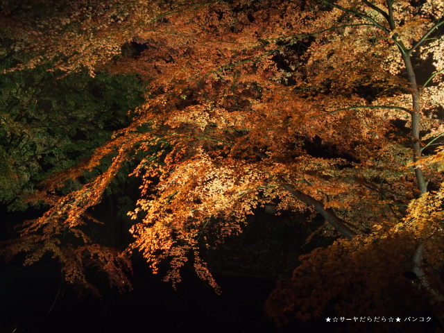 六義園 駒込 ライトアップ 東京 紅葉