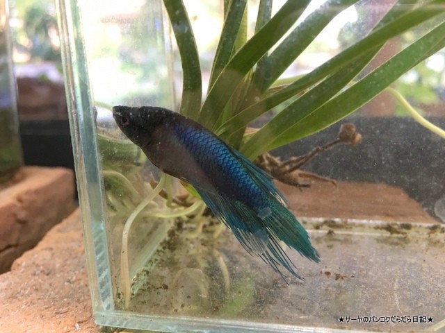 バンコク 肺 Siamese Fighting Fish Gallery (9)
