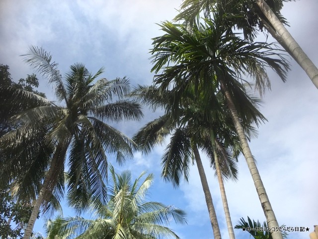 ¥¯¥é¥Ó¡¡¥¿¥¤¡¡Krabi Èë¶ (28)-001