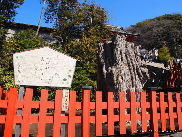 鎌倉 tsuruoka hachimangu 鶴岡八幡宮