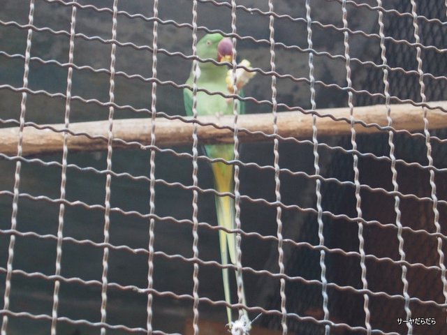¥Ñ¥¿¡¡Æ°Êª±à¡¡¥Ð¥ó¥³¥¯¡¡PATA¡¡ZOO