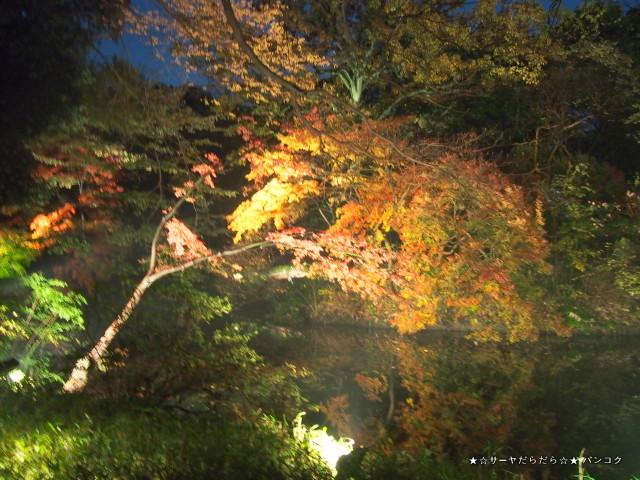 六義園 駒込 ライトアップ 東京 紅葉