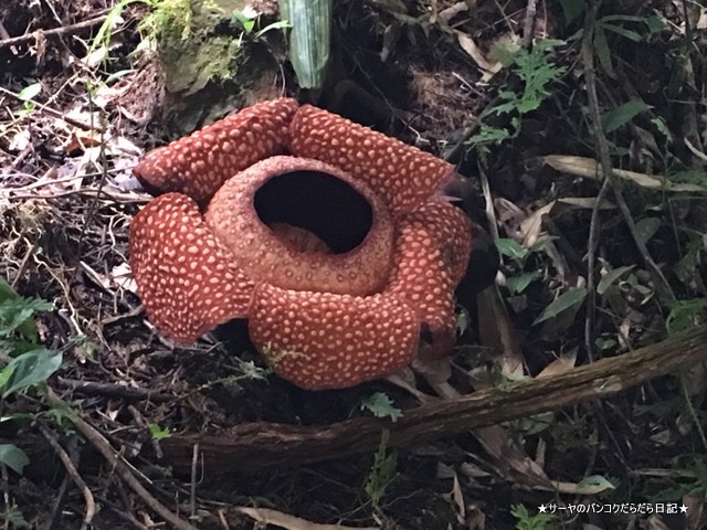 31 ラフレシア 花 コタキナバル (7)