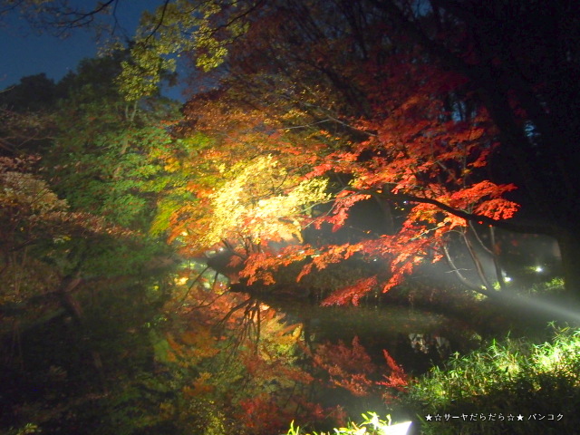 六義園 駒込 ライトアップ 東京 紅葉