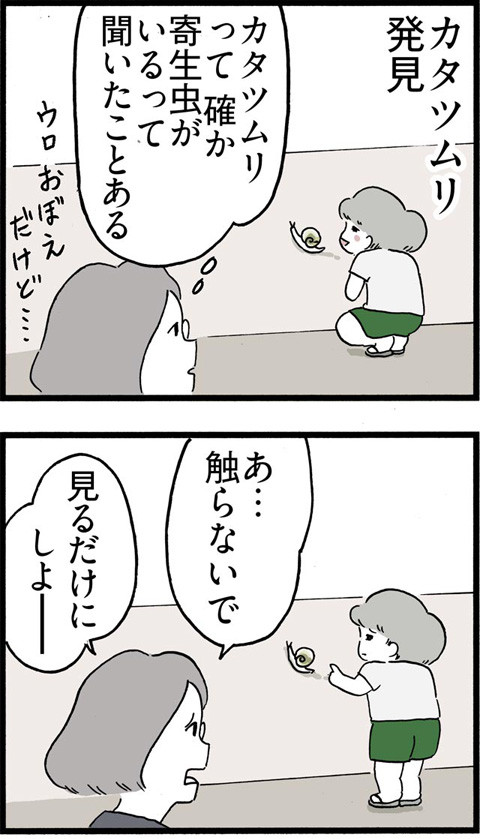 337カタツムリと寄生虫_01