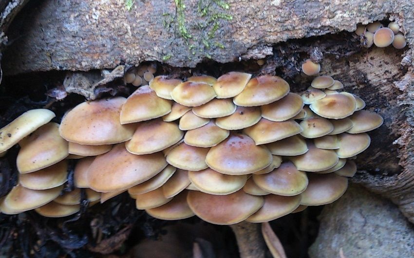 天然食材探しへ近くに気軽に出かけよう！野生の定番きのこ