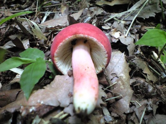 赤いキノコは山ほど 天然食材探しへ近くに気軽に出かけよう
