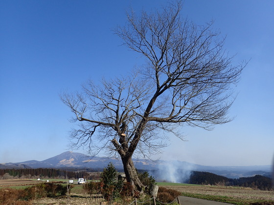 2018年前原一本桜