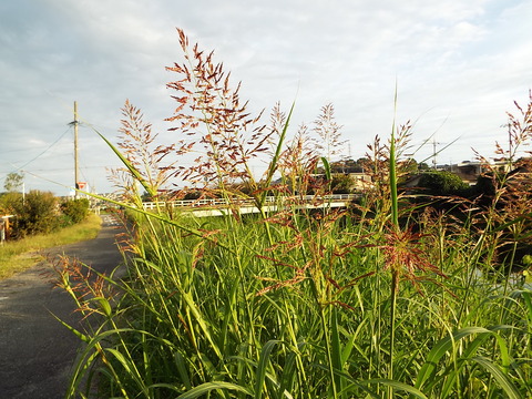 DSCF2632