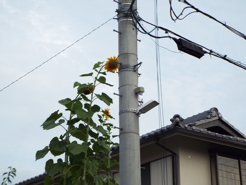 DSCF0781