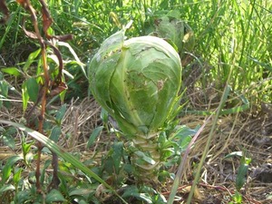 CIMG0344