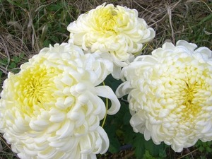 CIMG0574