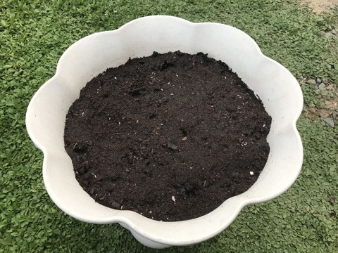 サラダレタスミックス播種3