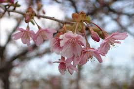 桜2