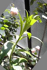 ���ۤ������ʤΡ�