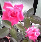 ���ƤΡ֥��ƥե��ˡ����ɡ���ʥ���