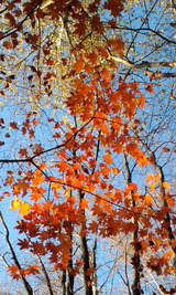 c910f678.jpg