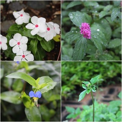 8月8日の朝庭