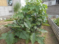 DSCN4100
