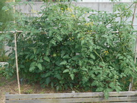 DSCN4103