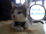 BlogPaint
