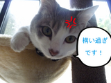 BlogPaint