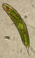 EXP=1330009466_resized