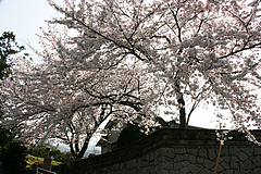 久賀流田「虚空蔵」の桜