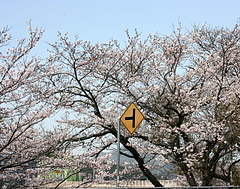 大島大橋の桜 大島大橋の桜