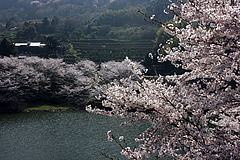 屋代湖の桜 屋代湖の桜