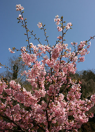 河津桜(周防大島町小積) 河津桜(周防大島町小積)