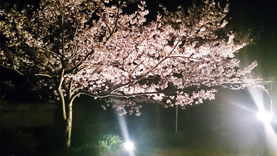 クレスト・オブ・ザ・ウェイブ立岩の夜桜