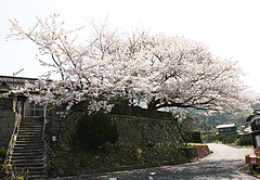 久賀流田「虚空蔵」の桜