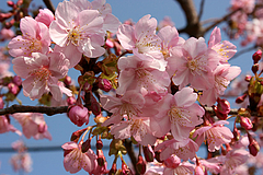 河津桜(周防大島町小積)