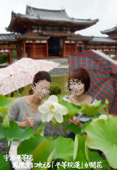 宇治・平等院:鳳凰堂に映える「平等院蓮」が開花