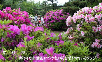 智積院：鮮やかな赤紫色やピンク色の花を咲かせているツツジ