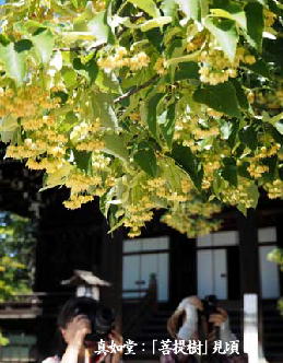 真如堂:「菩提樹」見頃 2017年