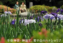 平安神宮・神苑「紫や白のハナショウブ」春