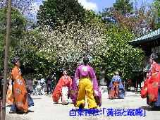 白峯神社：「黄桜と蹴鞠」