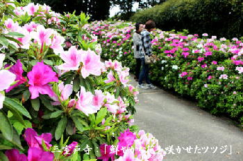 三室戸寺:「鮮やかな花を咲かせたツツジ」