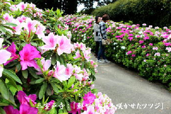 三室戸寺：「鮮やかな花を咲かせたツツジ」