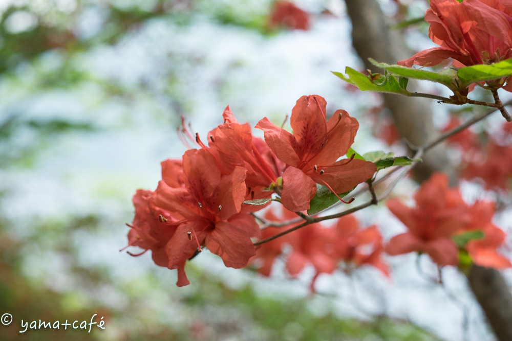 20160524高山-70