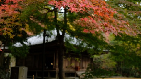 国東半島紅葉巡り 大分屋3の週末だけのブログ