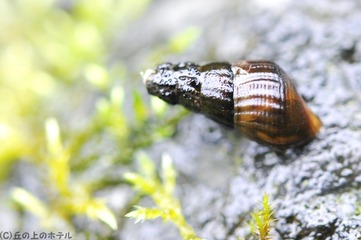 カワニナ(川蜷)の写真