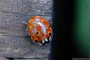 ナミテントウ(紅型)の写真